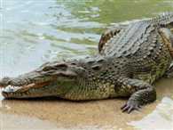 crocodile found at nahar in lucknow